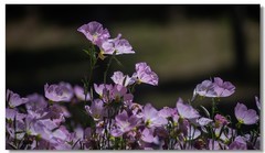 月见草（二）