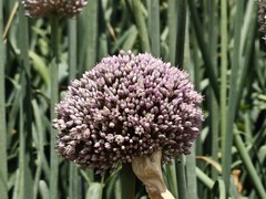 拍摄花卉一（1065）