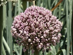 拍摄花卉一（1065）