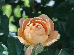 拍摄花卉一（1066）