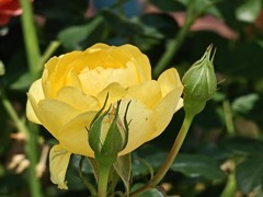 拍摄花卉一（1066）