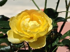 拍摄花卉一（1066）