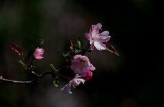 春逝——无可奈何花落去