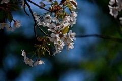 春逝——无可奈何花落去