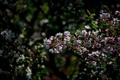 春逝——无可奈何花落去