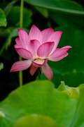 东湖随拍-荷花