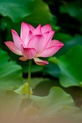 东湖随拍-荷花