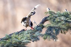 红嘴蓝鹊（15）