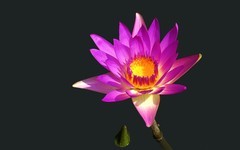 海珠湿地的莲花 （2）