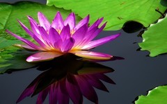 海珠湿地的莲花 （2）