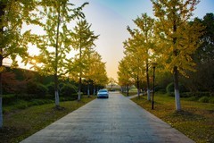 拍照狂魔之初秋银杏【12P】