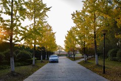 拍照狂魔之初秋银杏【12P】