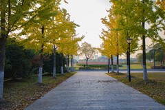 拍照狂魔之初秋银杏【12P】