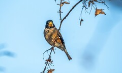 蜡嘴雀（十五）