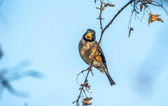 蜡嘴雀（十五）