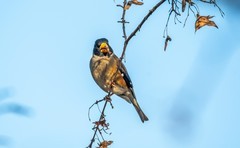 蜡嘴雀（十五）