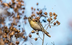小黄雀（八十二）