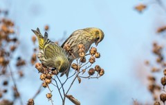 小黄雀（八十二）