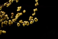 2026花卉植物赏析——梅花【1】