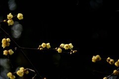 2026花卉植物赏析——梅花【1】