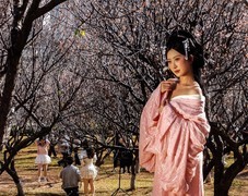 《倩女梅花香》