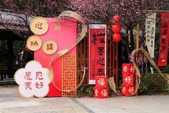 杨府山公园梅花展
