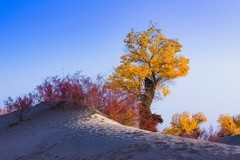 外出随拍（677）.