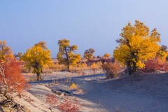 外出随拍（675）.