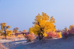 外出随拍（675）.