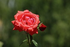 2026061 月 季 花