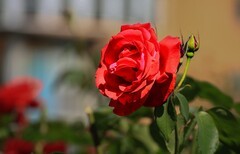 2026061 月 季 花