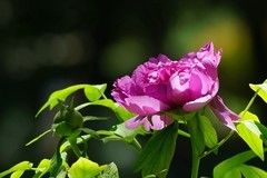 2026062 牡丹花