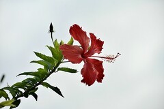 朱瑾花