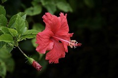 朱瑾花