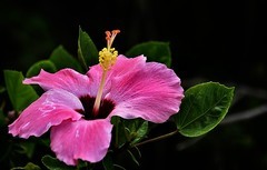 朱瑾花