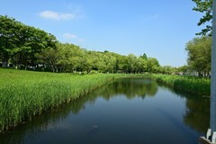 初夏的中江公园（续2）
