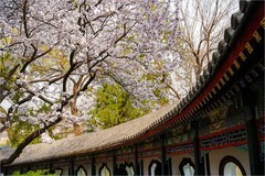 2026年第0560贴 -今年颐和园的桃花（0818）