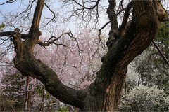 2026年第0560贴 -今年颐和园的桃花（0818）