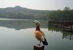 赤麻鸭（1）