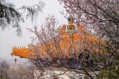 2026年第0561贴 -今年颐和园的桃花（0818）
