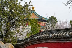 2026年第0561贴 -今年颐和园的桃花（0818）