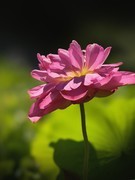 手机荷花（第一集）——11P