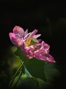 手机荷花（第一集）——11P