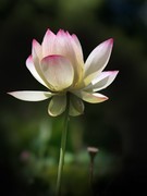 手机荷花（第一集）——11P