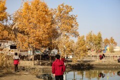 塔里木河胡扬林--74