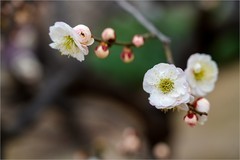 2026年第0134贴-明城墙梅花纪实拍（0217）