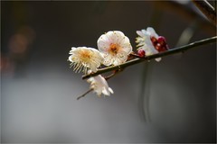 2026年第0132贴-明城墙梅花纪实拍（0217）