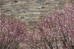 2026年第0132贴-明城墙梅花纪实拍（0217）