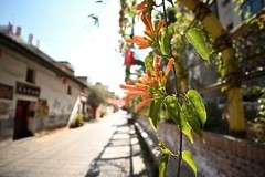 2026开春的古城（柒）