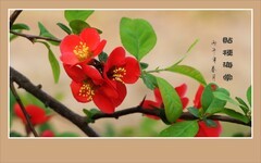 红红火火的贴梗海棠花